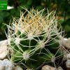 Matucana_ krahnii _GC570.05 _01